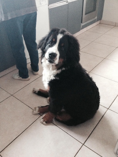 Max Le Chemin de Falwen