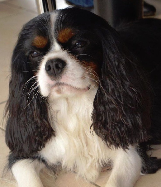 Lewi's des cavaliers de cecvan
